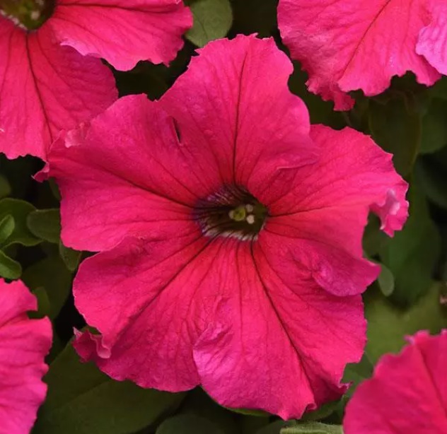 Petunia Supercascade Series F1 Rose 20 semien